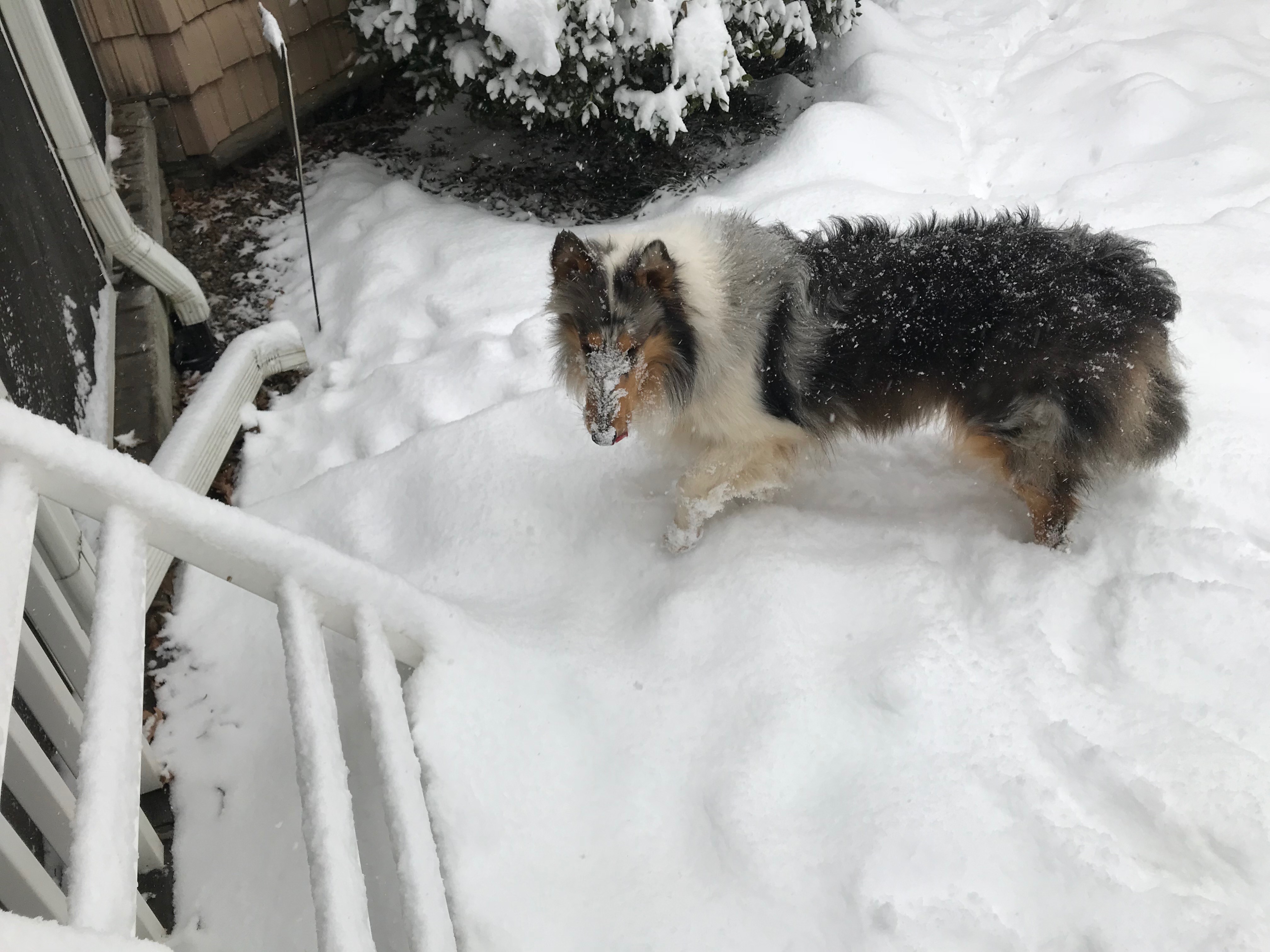Diasy Playing in the Snow