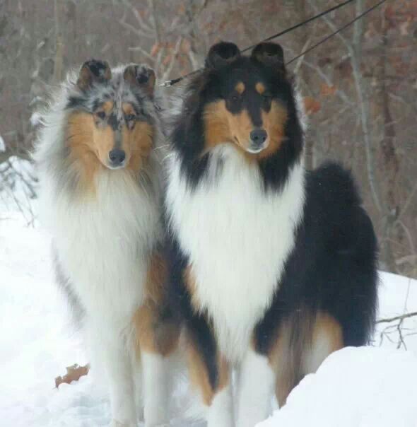 Collies in the snow