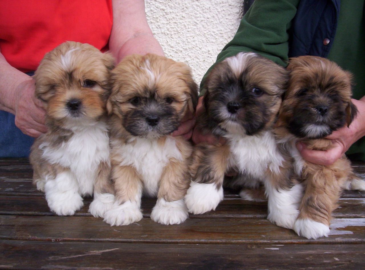 Lhasa Puppies